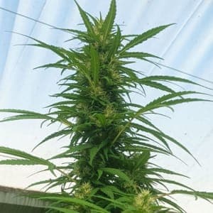 Fleurs de chanvre NORTHWEST CBD 9%