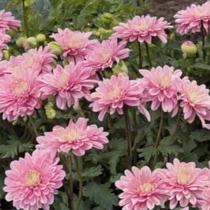 Chrysanthème des fleuristes