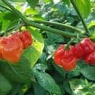 Plants piment Antillais