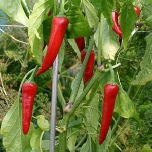 Plant Piment de cayenne