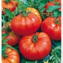 Plant Tomate Marmande