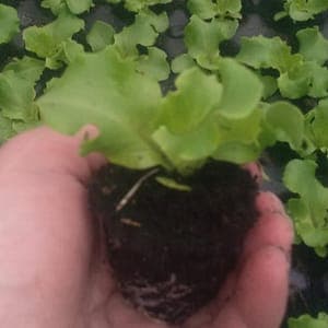 PLANT de salade Batavia blonde