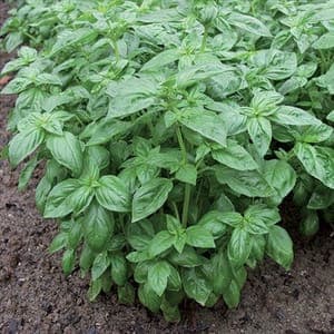 Plant de Basilic grande feuille 'Loki'