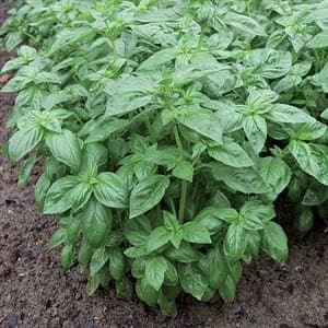 Plant d'aromatique annuelle - Basilic grande feuille 'Loki'