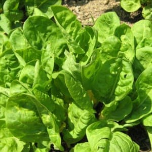 Plant d'Oseille