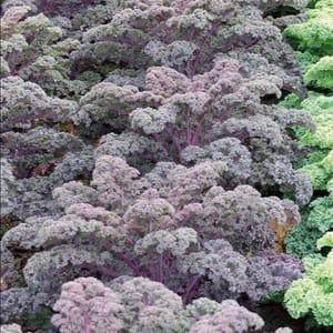 Plant de Chou Kale violet (frisé non pommé) 'Roter krauser' (étiquette violette rayée)