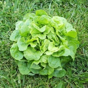 SALADE FEUILLE DE CHENE VERTE