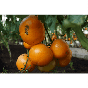 Bardérou plant tomate Jantar