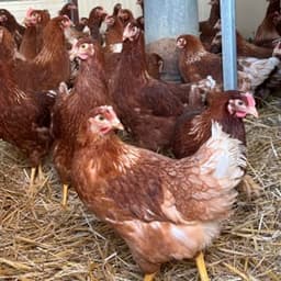 La Ferme d’Aurélie #7