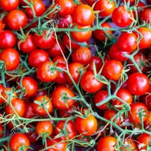 Plant de tomate cerise Rouge Gardeners Delight