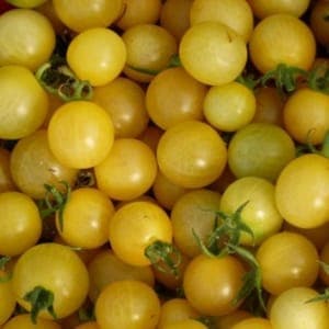 Plant de tomate cerise Snowberry