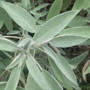 PLANT de Sauge officinale