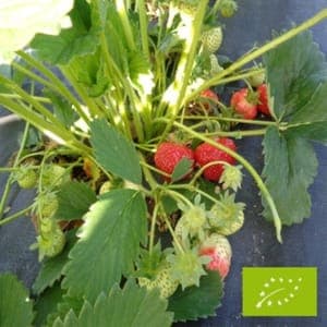 Plant de fraisier