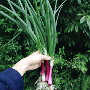 Oignons verts en botte