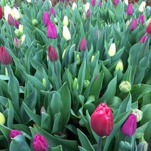 Bouquet de tulipes variés