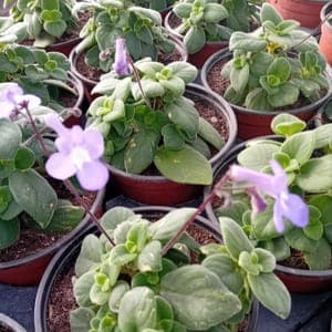 Streptocarpus