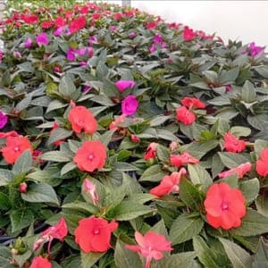 Sunpatiens