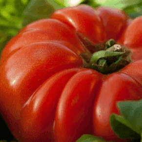 Plant de tomate Anna