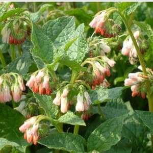Plant de Consoude à fleurs roses 'Symphytum Hidcote Pink' - vivace (pot marron)