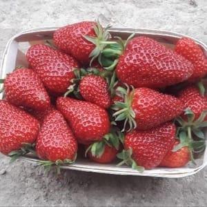 Fraises "Clery" (1 par personne)