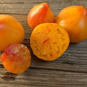 Plant de tomate Coeur de boeuf Orange