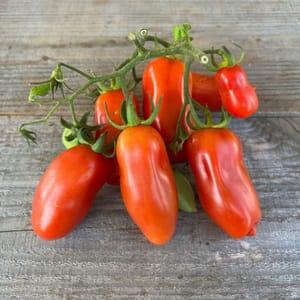 Plant de tomate San Marzano