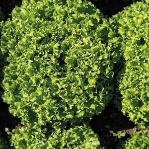 Plant de salade batavia verte Gylona