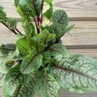 Plant d'oseille sanguine