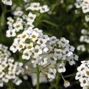 Alysse tapis de neige - Lobularia maritima snow cloth