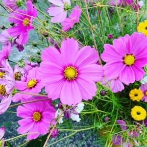 Cosmos bipenné - Cosmos bipinnatus