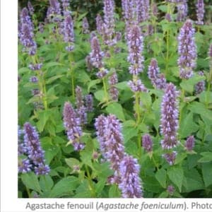 Plant aromatique Agastache anisée