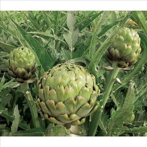 Plant Artichaut Impérial star