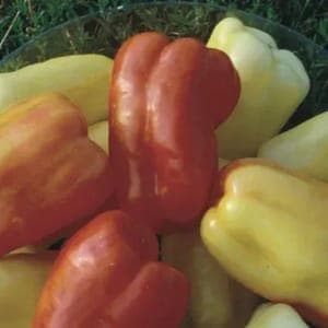 Plant de Poivron "Précoce Goldie"