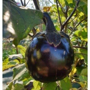 Plant d'Aubergine "Ronde de Valence"