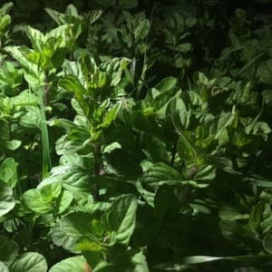 Plant de menthe verte