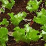 Plants