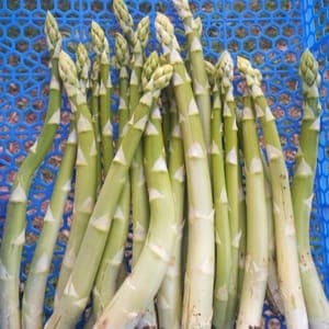 Asperge verte