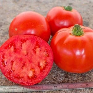 Plant de tomate merveille des marchés