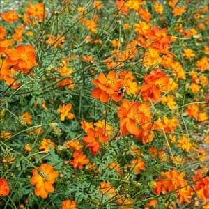 Plant Fleur Cosmos Sulfureux Orange