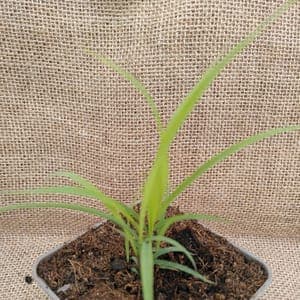 Citronnelle de Madagascar