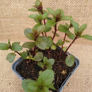 Menthe 'Black Mitcham'.