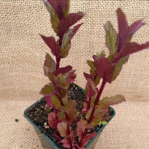 Menthe réglisse