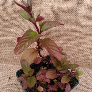 Menthe japonaise.