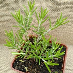 Romarin rampant "Corsican blue".