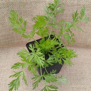 Carvi, cumin des près