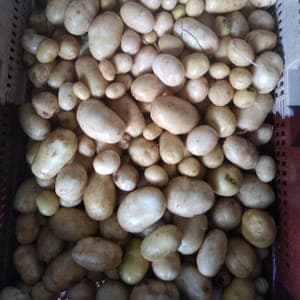 Pomme de terre nouvelle