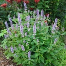 Agastache Rugosa