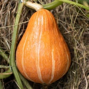 Courge Potimarron à gros fruits