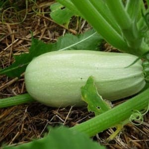 Courgette Blanche d'Egypte