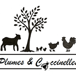 plumes et coccinelles #5